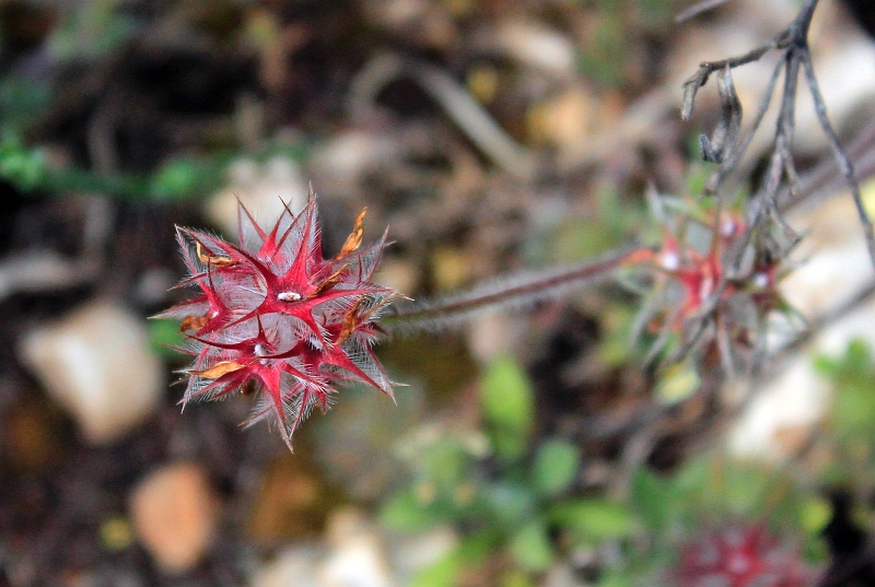 2016-04-27_134154 sardinien-2016.jpg - Sternklee